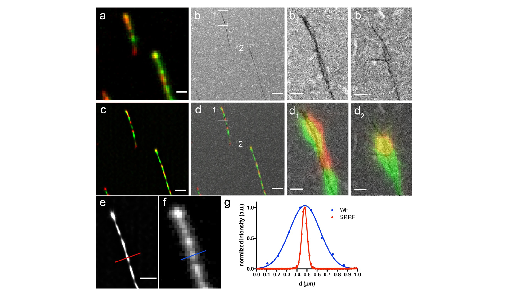Fast and efficient method for Correlative Electron and Super-Resolution